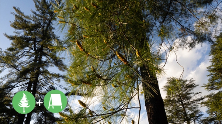 Mise en valeur du pin blanc à Saint-Louis-de-France: interprétation et art autochtone