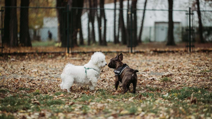 Aménagement d'un parc canin